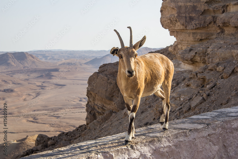 Mountain goat 