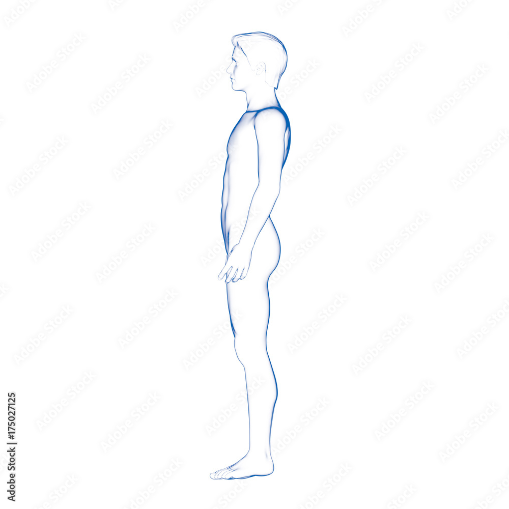 Male Body Shape Male Body Shape