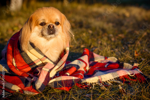 Foto Pretty little dog on a plaid sit and feeling freedom at autumn day