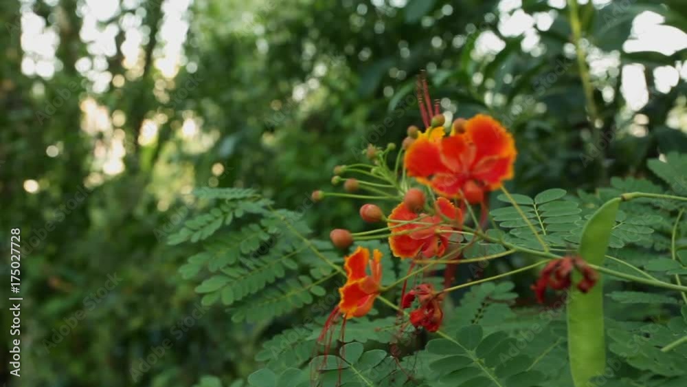 Blooming acacia tree waving at wind; closeup steadicam handheld footage; no people; Guangdong province, south China; Blooming acacia tree waving at wind; closeup steadicam handheld footage; no people; Guangdong province, south China;