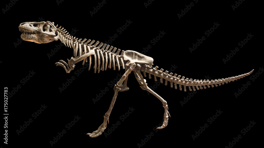 Obraz premium Szkielet Siamotyrannus isanensis (rodzina Tyrannosauridae) na pojedyncze tle