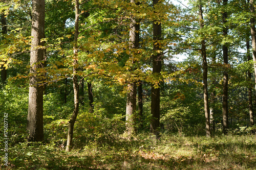 Fototapeta Naklejka Na Ścianę i Meble -  Herbstfarben im Wald