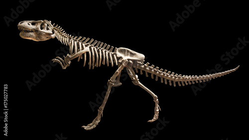 Skeleton of Siamotyrannus isanensis ( Family of Tyrannosauridae ) on isolated background © stockdevil