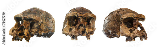фотографія Set of Homo erectus skull