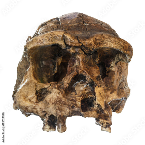 Homo erectus skull ( Front view ) . Discovered in 1969 in Sangiran , Java , Indonesia . Dated to 1 million years ago photo