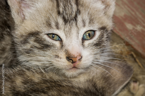 Striped Tabby Kitten Portrait