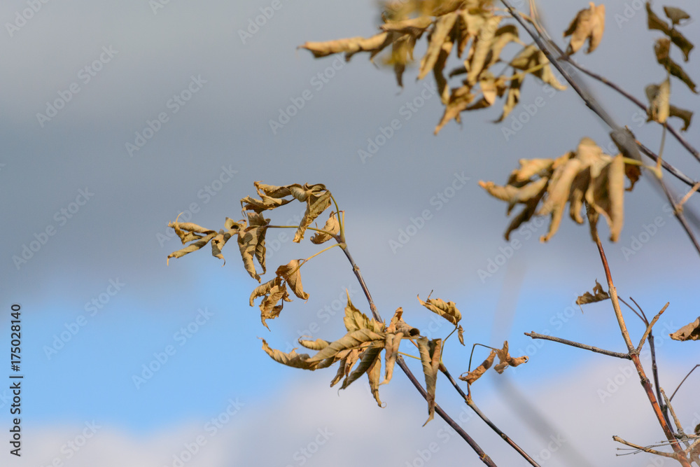 Withered autumn leaves against bright cloudy sky