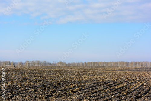 Corned harvest inhospitable field landscape. Natural autumn background