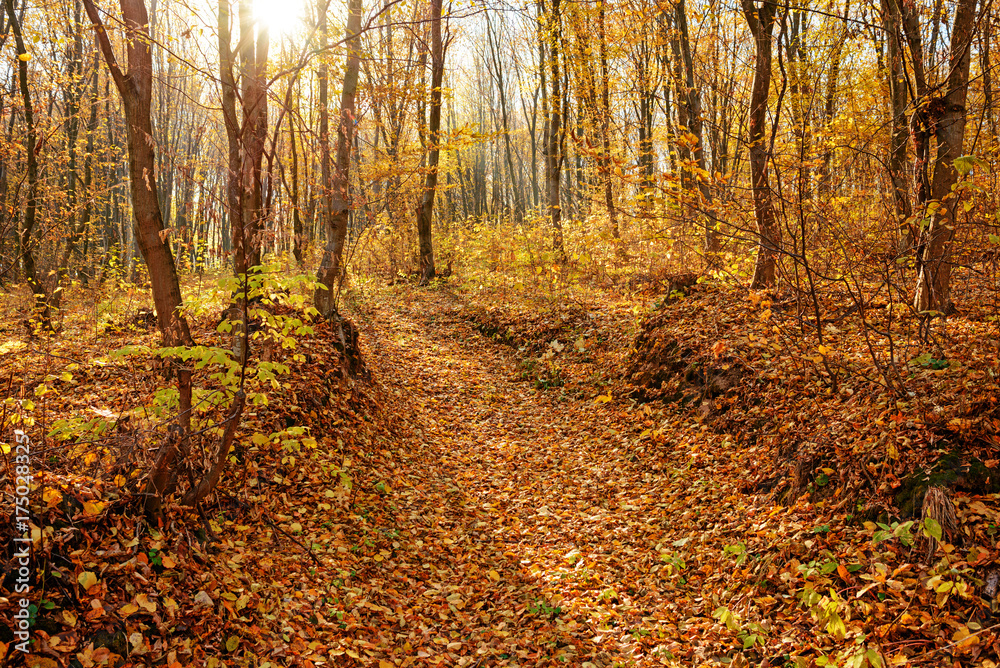 landscape of bright sunny autumn forest with orange foliage and trail