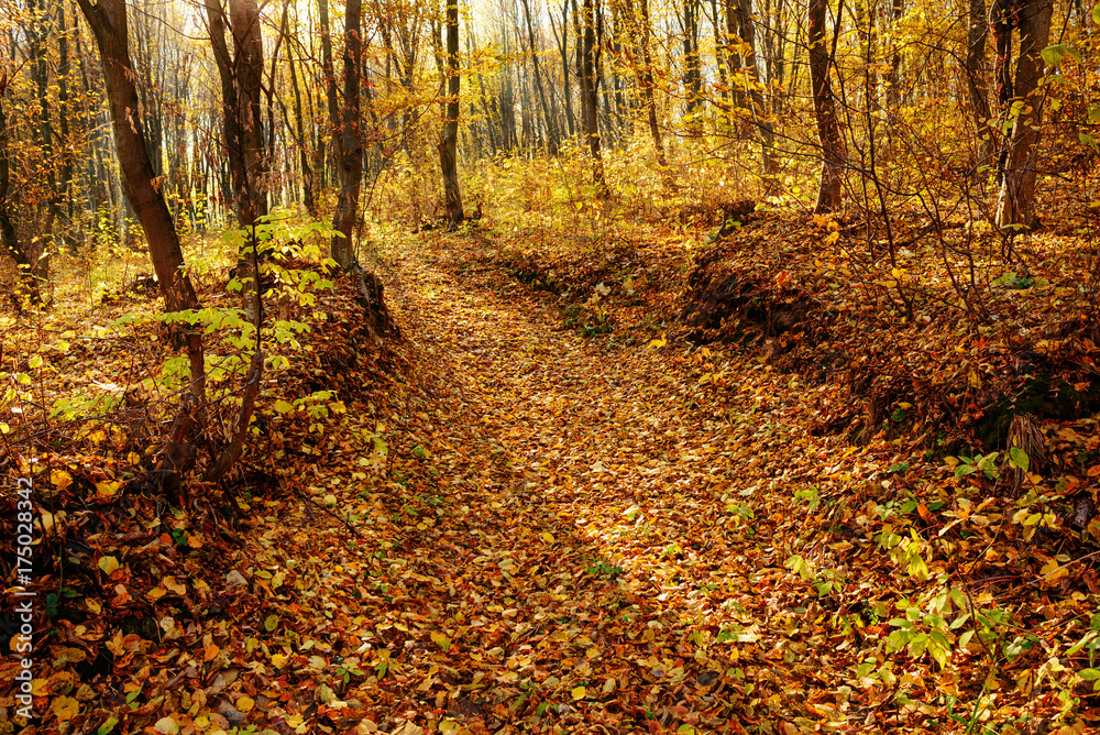 landscape of bright sunny autumn forest with orange foliage and trail landscape of bright sunny autumn forest with orange foliage and trail