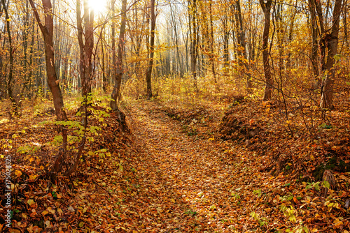 landscape of bright sunny autumn forest with orange foliage and trail