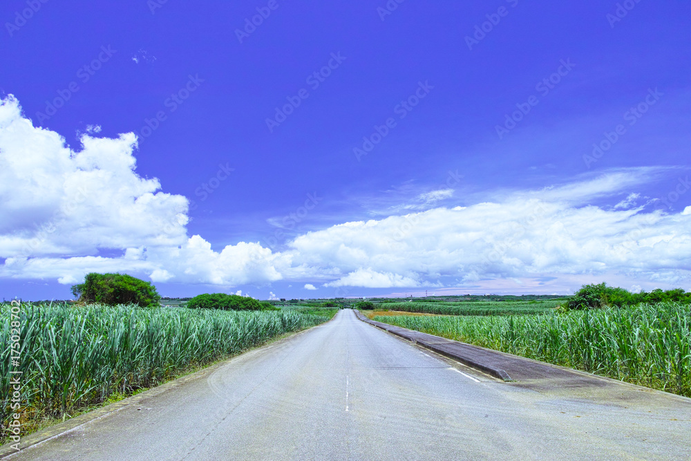 夏の宮古島とサトウキビ畑
