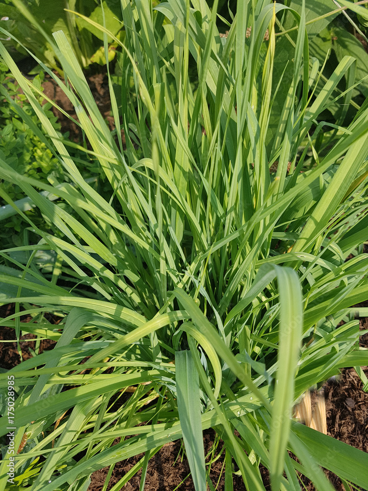 Ausdauerder Lauch, Allium ssp., Kraeuter, Heilpflanze Ausdauerder Lauch, Allium ssp., Kraeuter, Heilpflanze