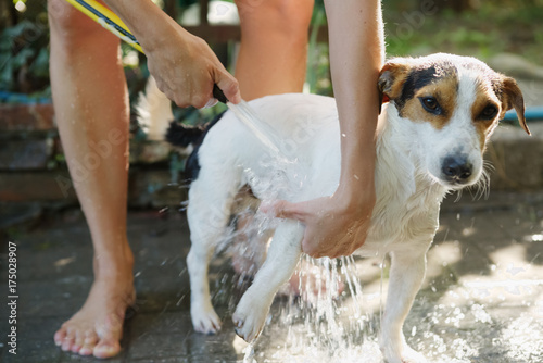 Fototapeta Naklejka Na Ścianę i Meble -  Crop girl bathing Jack Russel Terrier in backyard with garden hose.