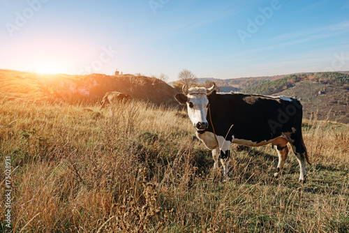 Close-up horned black and white cow on the autumn glade turend head and looking somewhere on the sideway photo