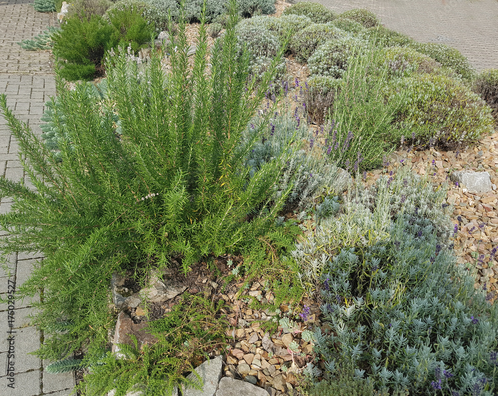 Kraeuterbeet, Rosmarin, Lavendel, Kraeuter, Heilpflanze Stock-Foto ...