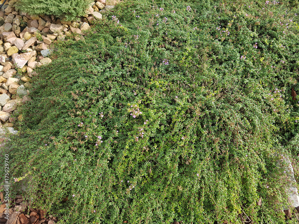 Kuemmelthymian, Thymian, Kraeuter, Heilpflanze Kuemmelthymian, Thymian, Kraeuter, Heilpflanze