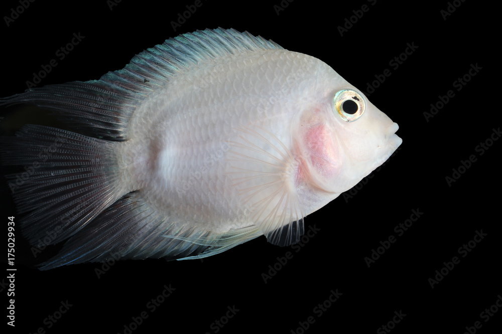 Symphysodon discus