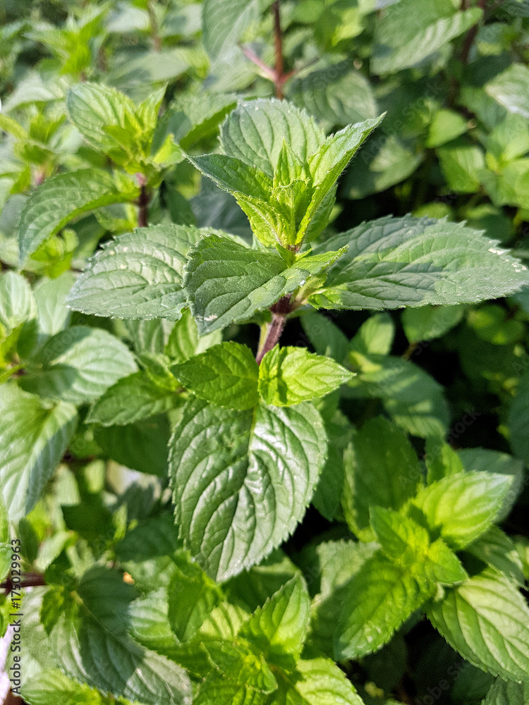Pfeffer-Minze, Mentha piperita, Multimentha, Kraeuter, Heilpflanze Pfeffer-Minze, Mentha piperita, Multimentha, Kraeuter, Heilpflanze