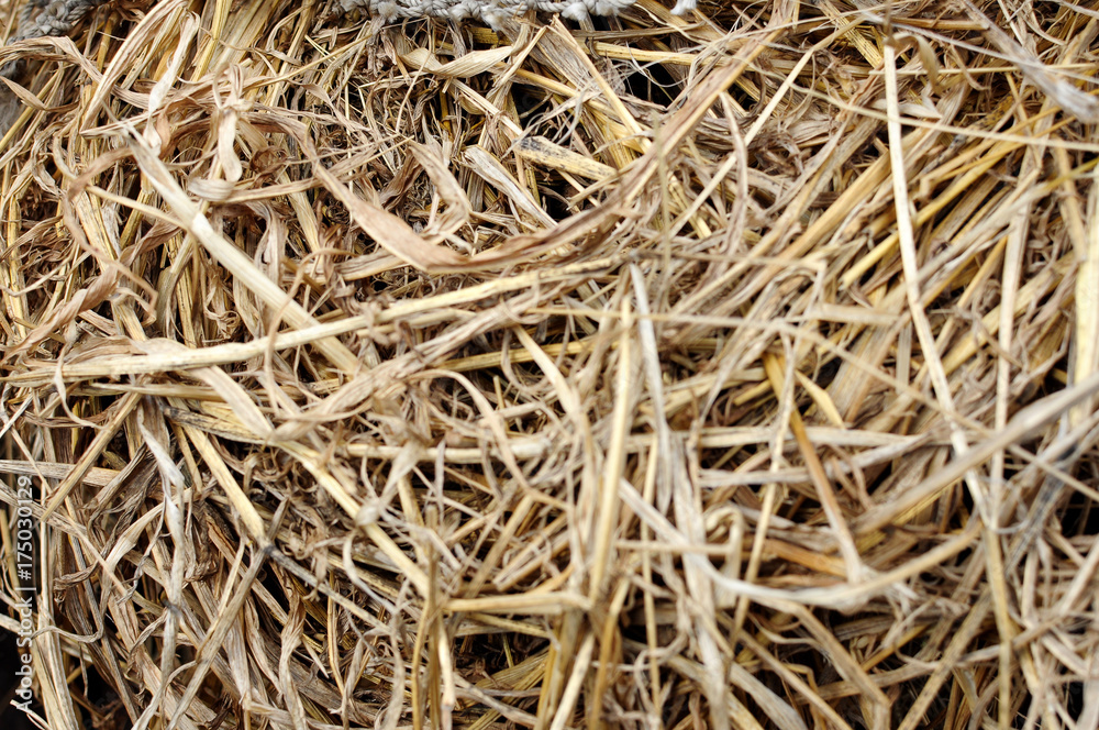 Texture of dry yellow hay, dry grass background Texture of dry yellow hay, dry grass background
