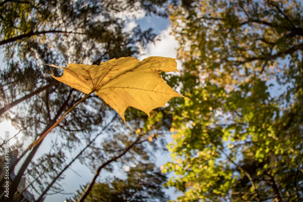 leafs falling in autumn