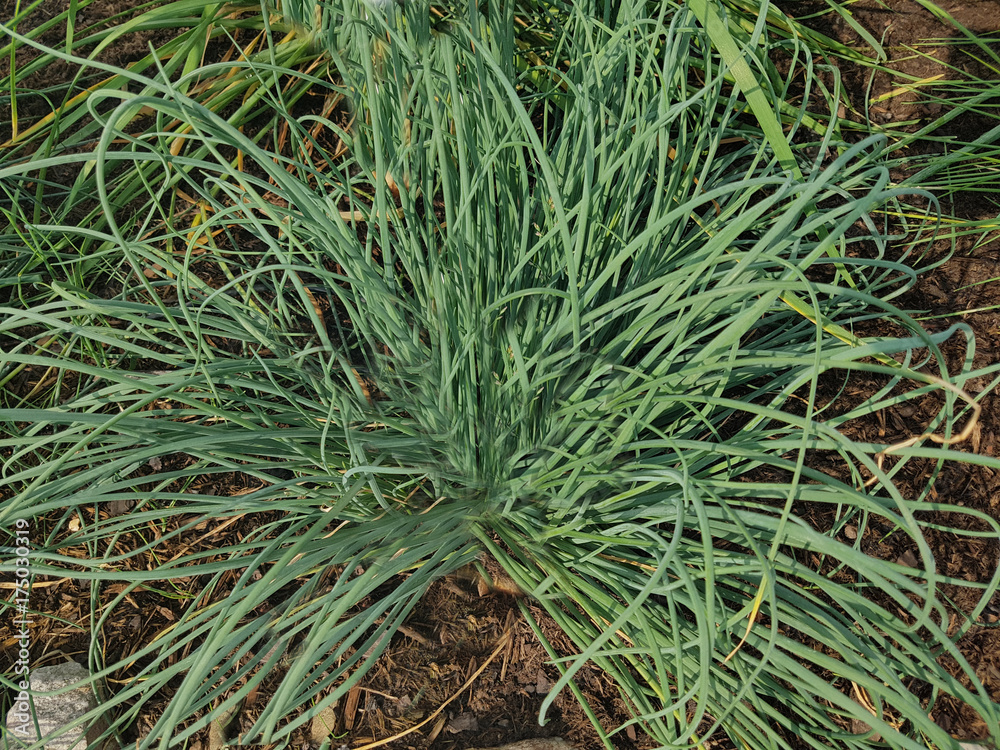 Schnittlauch weisser, Allium schoenoprasum, Elbe, Kraeuter, Heilpflanze