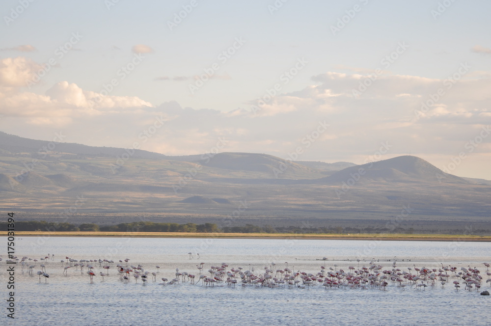 Naklejka premium The African landscape. Kenya