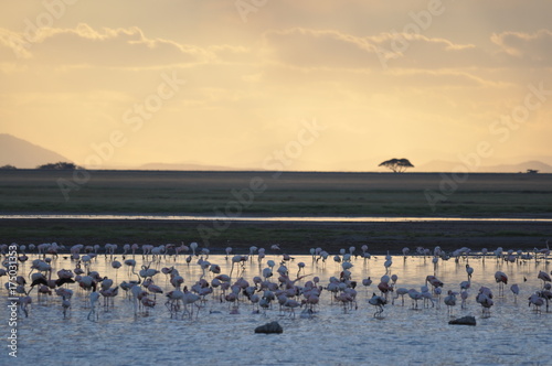 The African landscape. Kenya