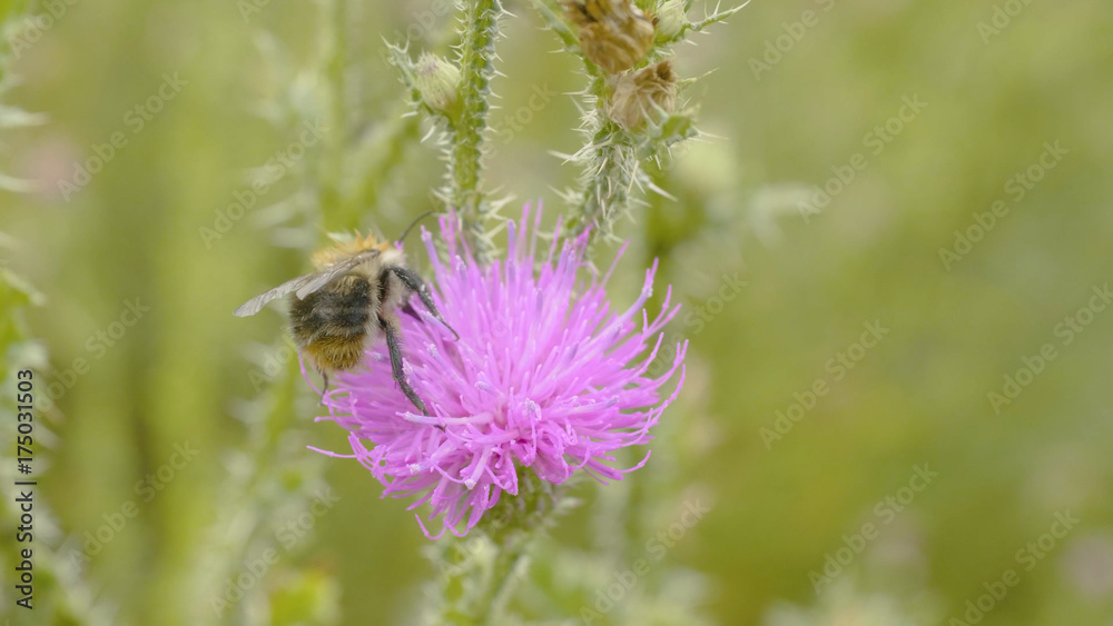 Fototapeta premium A bee collecting nectar from purple cosmos flower, macro