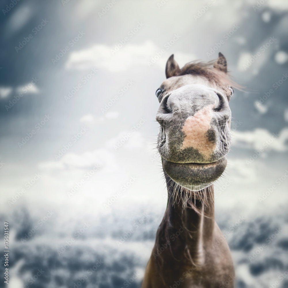 Funny horse face Muzzle  with nose at autumn overcast nature background with  clouds, wind, and rain