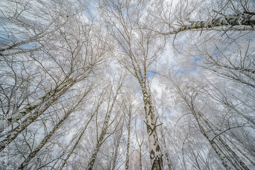 winter tree crowns on blue sky