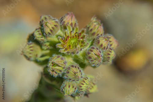 Sempervivum tectorum (common houseleek) flower closeup