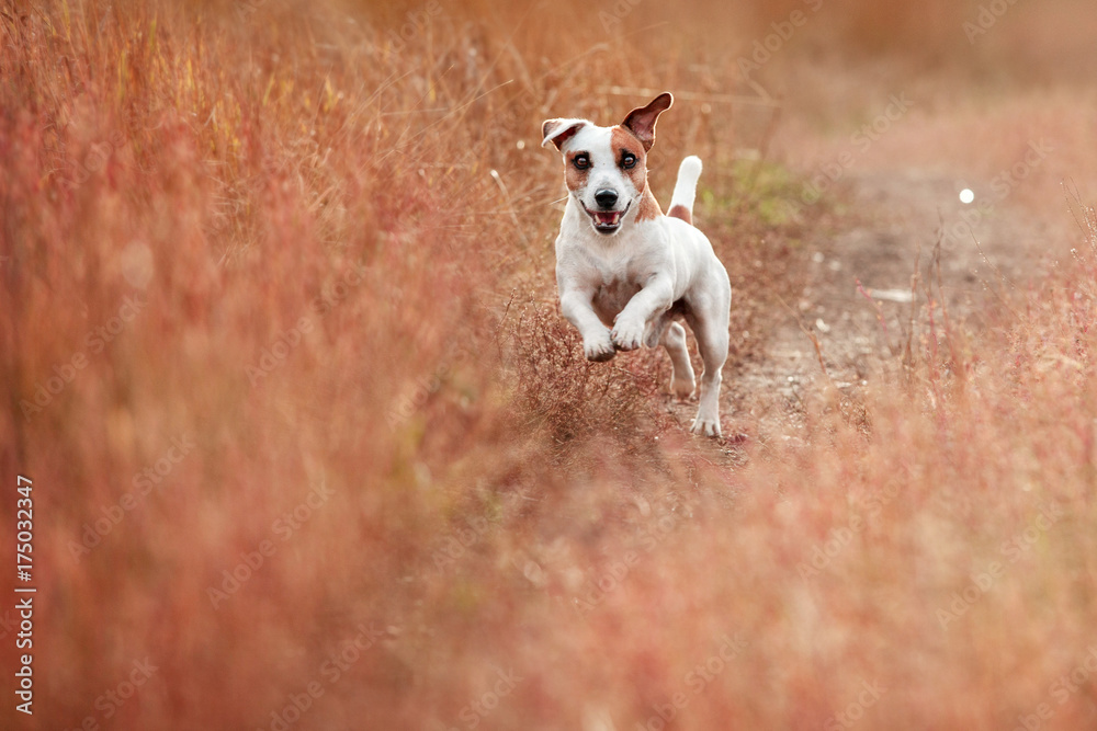 Dog running at autumn