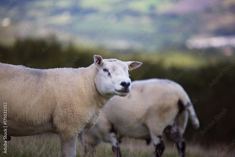 Fototapeta premium The Sheep of Wales 