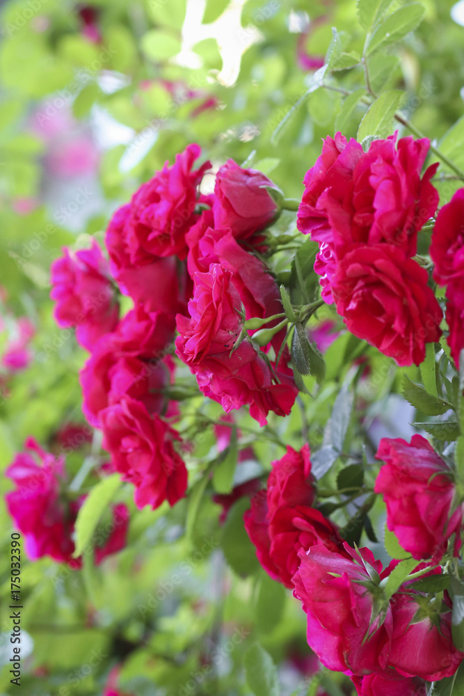 Beautiful byshy ruby red roses in the garden