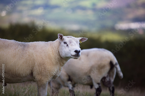 The Sheep of Wales  © sion