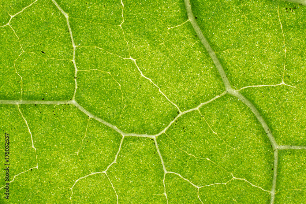 Background in abstract shape, macro photography. A detail of a leaf