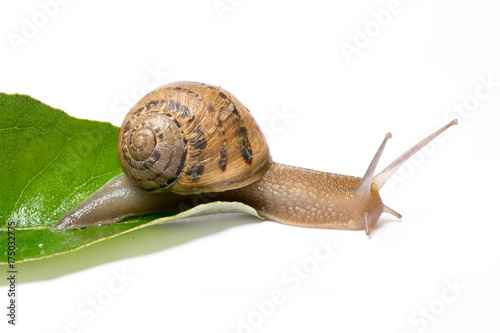 Snail on green leaf, isolated in white background
