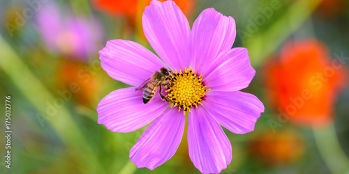 Purple flowers and bees