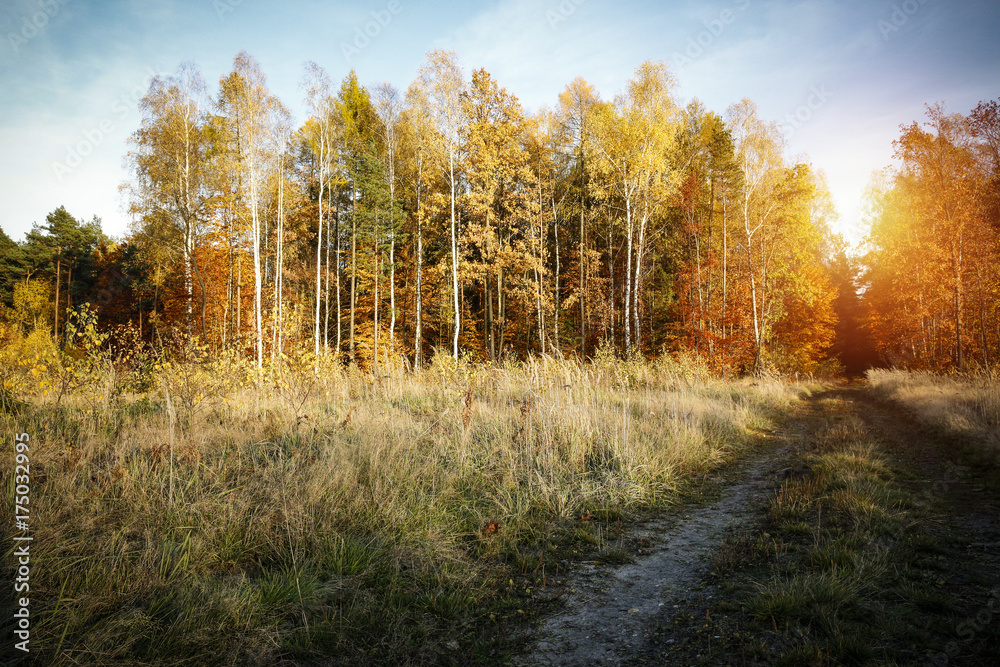 Fototapeta premium autumn road 