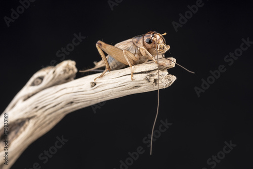 A house cricket perched on the end of a piece of wood, isolated against a black background. Room for copy.