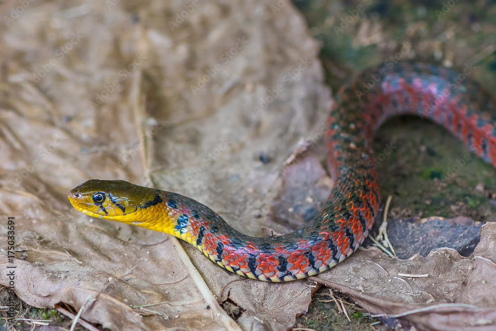 Fototapeta premium Painted keelback snake with colorful body crawling on the ground. Taken by 45MP camera