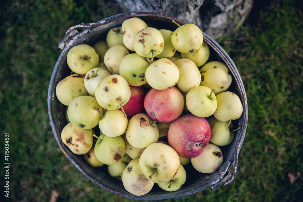 Apples in bucket Apples in bucket