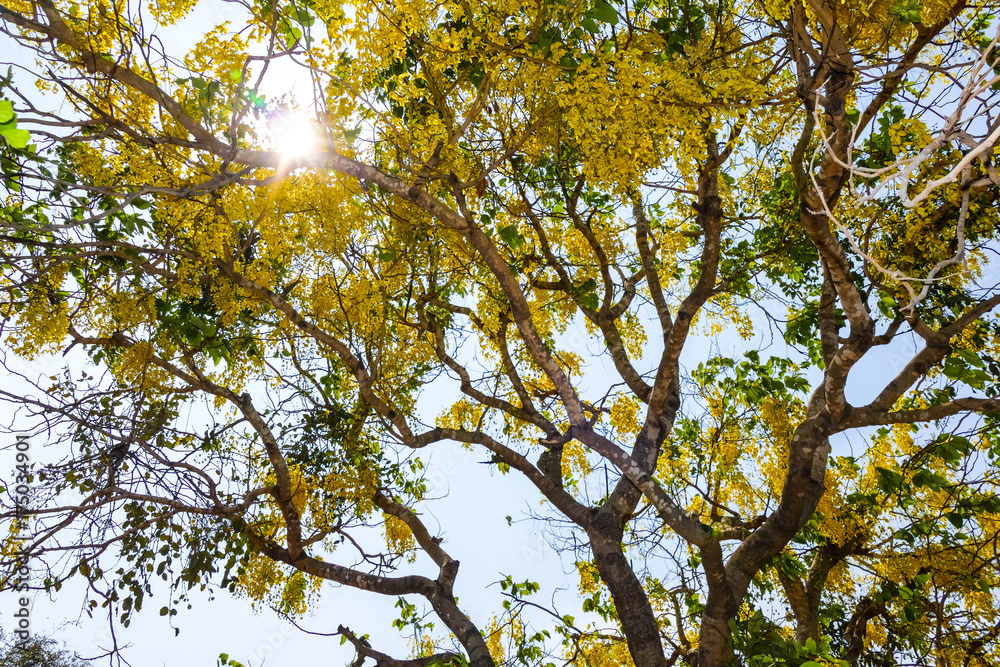 Fototapeta premium Golden Shower Tree