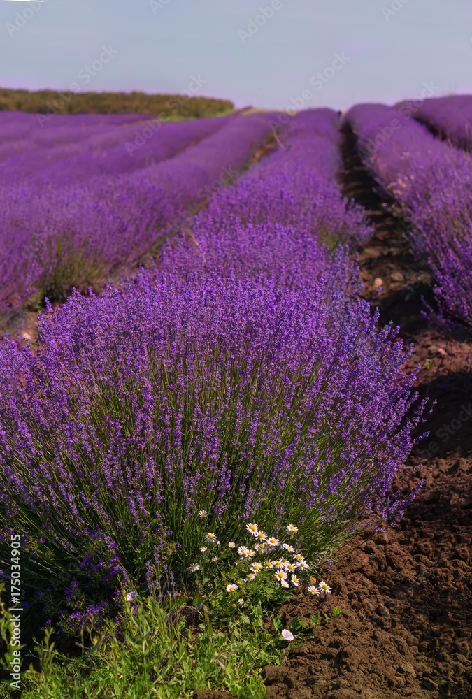 Obraz premium lavender field in Bulgaria