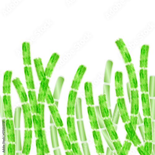 multicellular organism algae