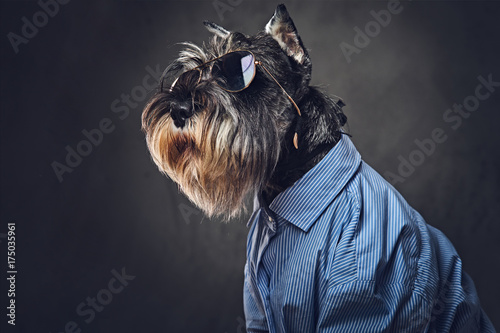 A dogs dressed in a blue shirt and sunglasses.