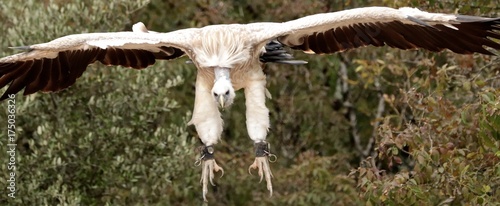 vautour d'Himalaya