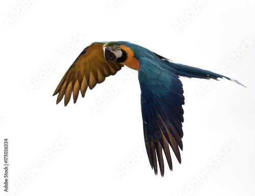 ara bleu