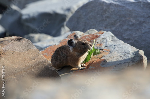 Pika Glacier NP Montana USA photo